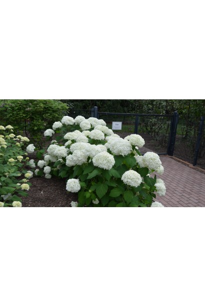 Hydrangea Grandiflora